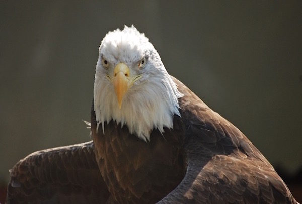 Photo of a bald eagle on the Upper Delaware River by Sandy Long.